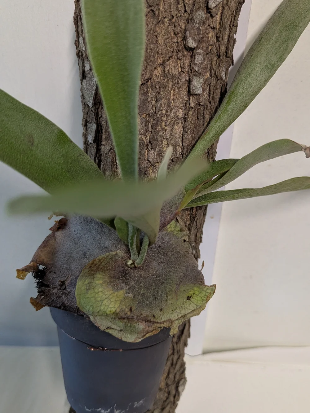 Green Mounted Staghorn Fern Plant On Natural Bark Accessory
